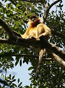 Capped langur at Lawachara National Park