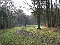 Muddy track through ancient trees in winter