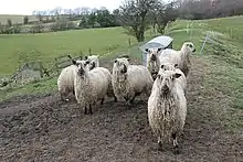 Sheep with thick, stringy wool in a field.