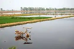 Photograph of rice paddy fields and waterways with embankments
