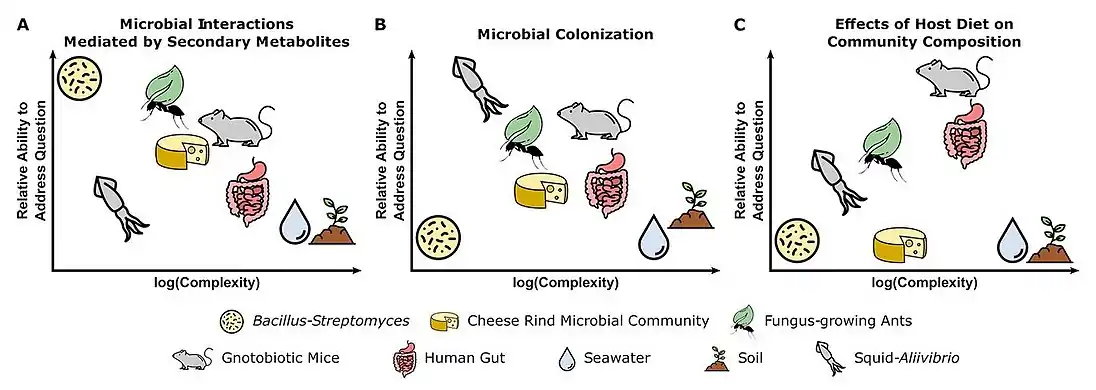 Tradeoffs between experimental questions and complexity of microbiome systems (A) Pairwise interactions between the soil bacteria Bacillus subtilis and Streptomyces spp. are well-suited for characterizing the functions of secondary metabolites in microbial interactions.(B) The symbiosis between bobtail squid and the marine bacterium Aliivibrio fischeri is fundamental to understanding host and microbial factors that influence colonization.(C) The use of gnotobiotic mice is crucial for making links between host diet and the effects on specific microbial taxa in a community.