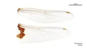 Female Tramea loewii wings