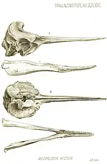 Hector's beaked whale