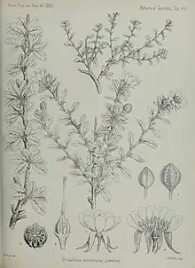 "botanical illustration"