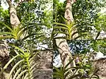 Transformation of Vanda tessellata flowers from buds