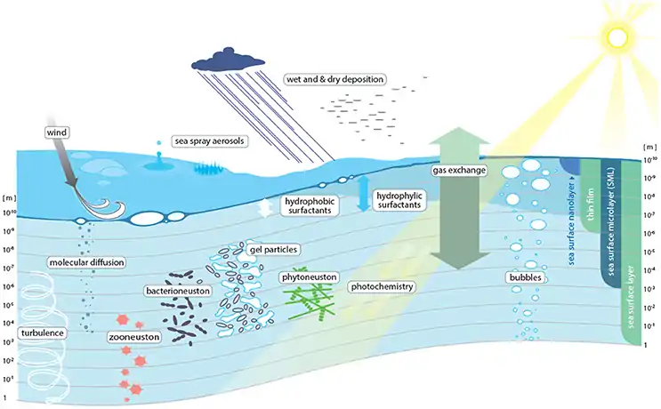 Transport processes across the sea surface microlayer 