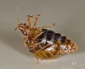 A female bed bug is held upside-down by a male bed bug, as he traumatically inseminates her abdomen.