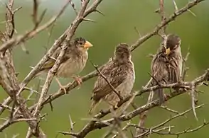 Females in breeding plumage with yellow bills, South Africa