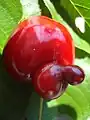 An unusually shaped cherry
