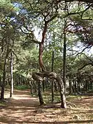 Trees in Hove Forest