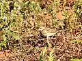 Tree Pipit wintering in Anamalai Hills, India