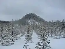 Mountain full of trees in the snow