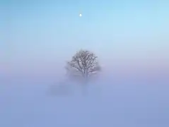 A tree in a field during extreme cold with frozen fog