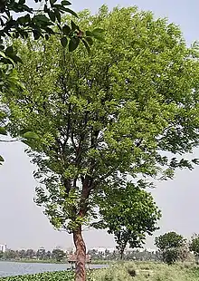 Caoba dominicana(Swietenia mahagoni)