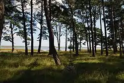 Ronehamn beach