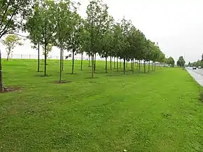 Trees and grass beside Childers Road - geograph.org.uk - 2030184.jpg