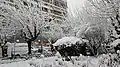 Trees in downtown Athens covered in snow