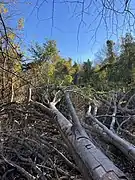 Trees in Forwood Preserve