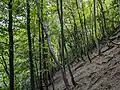 Trees on a hill in Hubbards Hills.