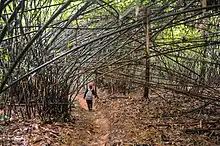 Trekking in the bamboo forest in Dinh Hills
