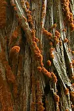 Trentepohlia aurea  var. polycarpa grows prolifically on Monterey Cypress trees at Point Lobos, California