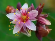 Close-up of the flower