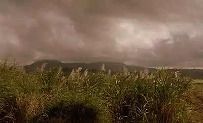 A field of sugarcane owned by Triangle Ltd., the main land owner in the small town.