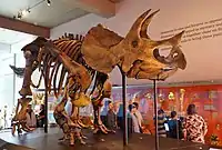 Triceratops mount in the Natural History Museum of Los Angeles County