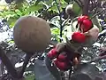 Fruit and black seeds with red arils