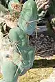Echinopsis lageniformis f. monstrose (short form or 'Clone B') (syn. Trichocereus bridgesii monstrose)