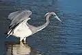 Tricolored heron