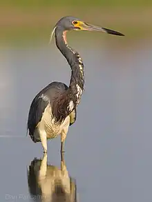 Garza pechiblanca(Egretta tricolor)