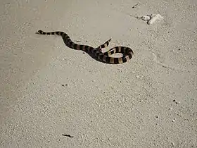 Sea snake (Laticauda sp) in Lighthouse Amédée islet