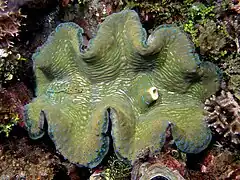 Green and blue giant clam from East Timor
