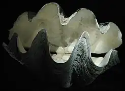 Empty giant clam shell in the French National Museum of Natural History