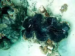 Huge maxima clam specimen in Baa Atoll, Maldives