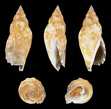 Tridentarius dentatus