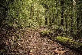 Forest trail in Guapimirim