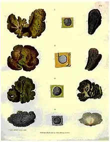 Lichens of the type eaten by John Franklin's men on their journey back from the Coppermine River