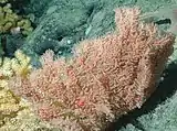 Trisopathes coral