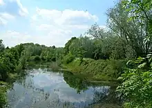 A large pond with abundant vegetation and trees surrounding it