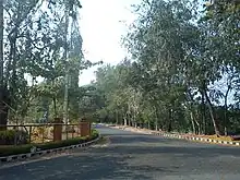 Tree-lined road