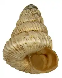 Spiralling shell of Trochoidea liebetruti