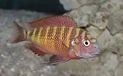 Tropheini (E): Tropheus moorii ("red" Chimba morph) is highly variable and the taxonomy of some of the morphs is questionable