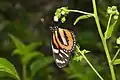 Tropical milkweed butterfly, genus Lycorea
