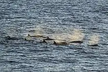 Gray whales