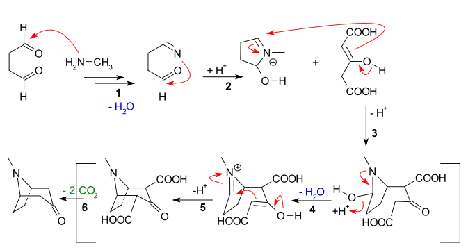 Tropinone synthesis