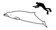 True's beaked whale size