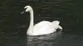 The trumpeter swans were the first gifts that founded the zoo and still present at the zoo