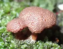 Tubifera microsperma